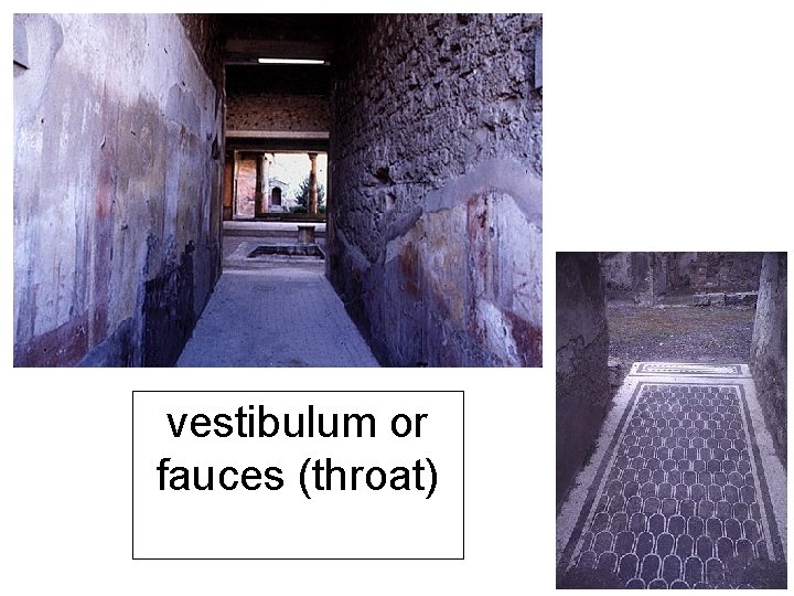 vestibulum or fauces (throat) vestibulum or fauces (throat)