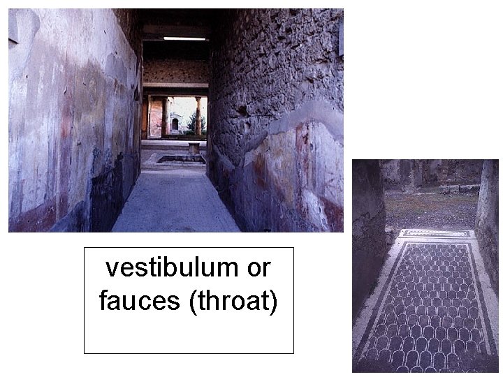 vestibulum or fauces (throat) 