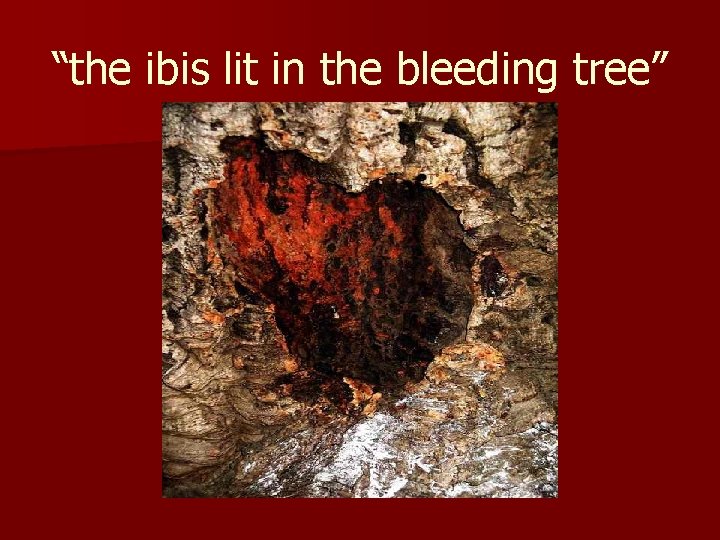“the ibis lit in the bleeding tree” 