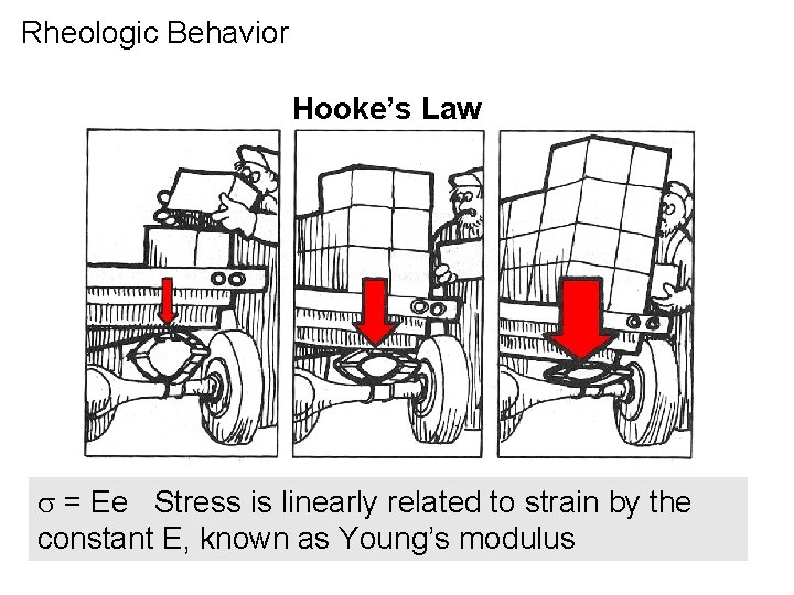 Rheologic Behavior Hooke’s Law s = Ee Stress is linearly related to strain by