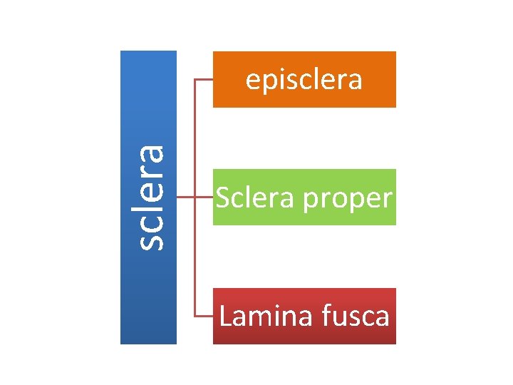 sclera episclera Sclera proper Lamina fusca 
