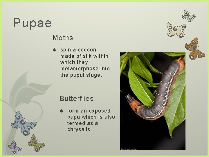 Pupae Moths spin a cocoon made of silk within which they metamorphose into the