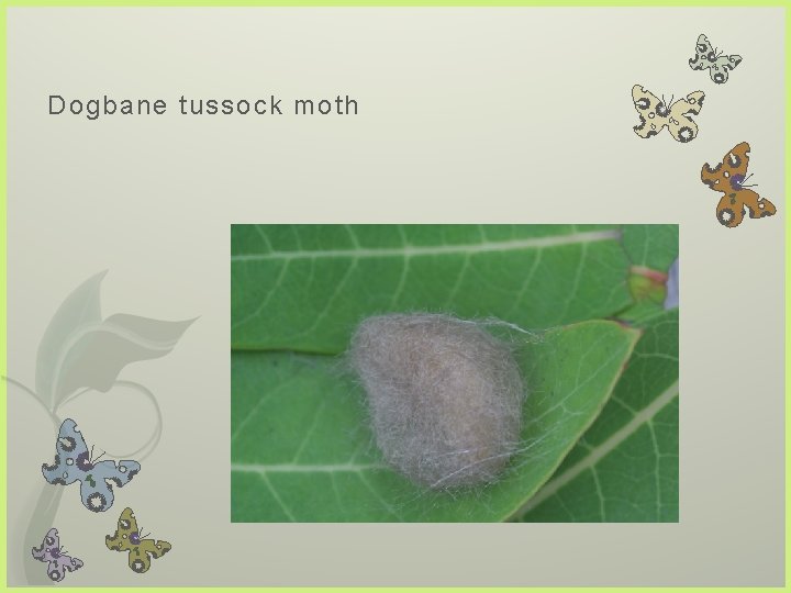 Dogbane tussock moth 