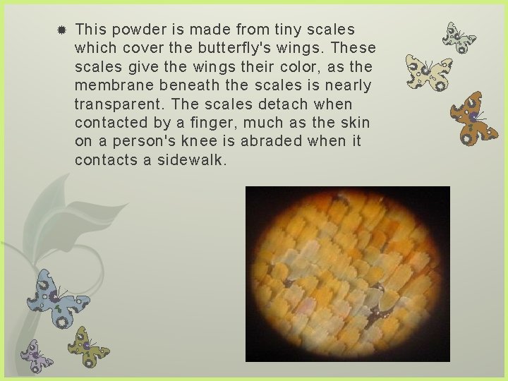  This powder is made from tiny scales which cover the butterfly's wings. These