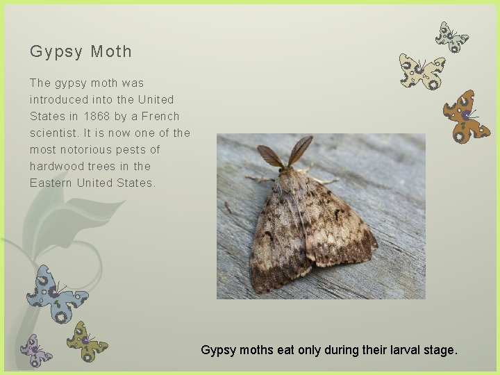 Gypsy Moth The gypsy moth was introduced into the United States in 1868 by