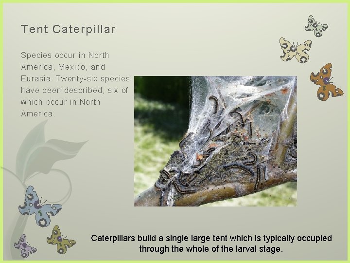 Tent Caterpillar Species occur in North America, Mexico, and Eurasia. Twenty-six species have been