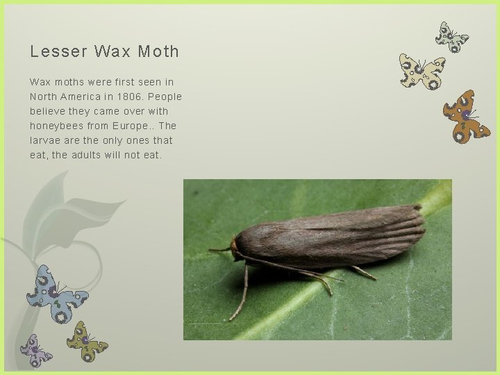 Lesser Wax Moth Wax moths were first seen in North America in 1806. People