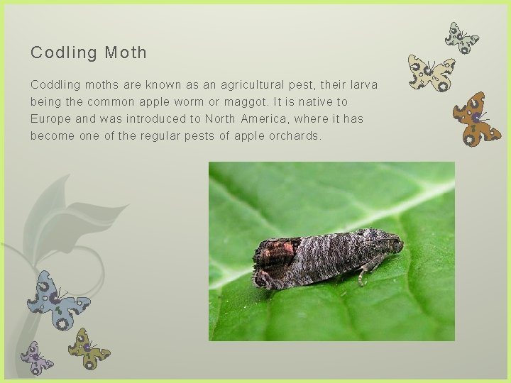 Codling Moth Coddling moths are known as an agricultural pest, their larva being the
