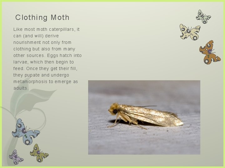 Clothing Moth Like most moth caterpillars, it can (and will) derive nourishment not only