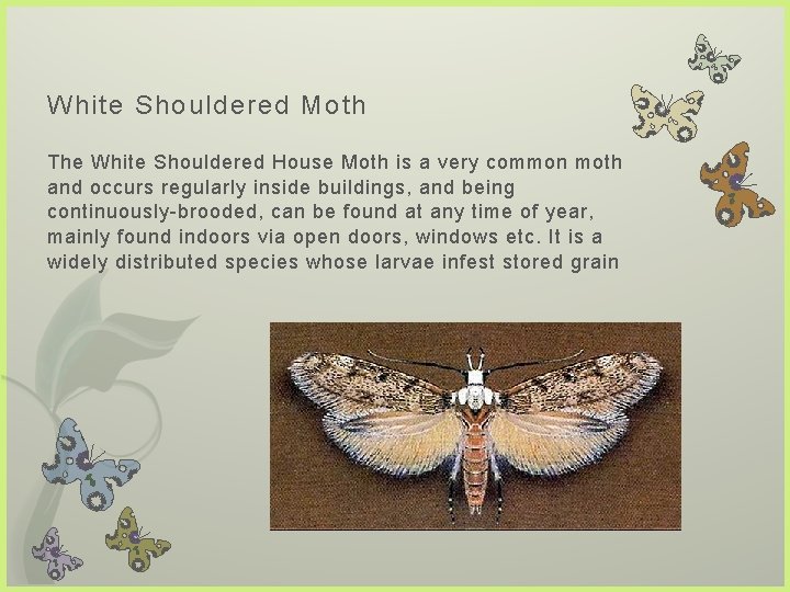 White Shouldered Moth The White Shouldered House Moth is a very common moth and