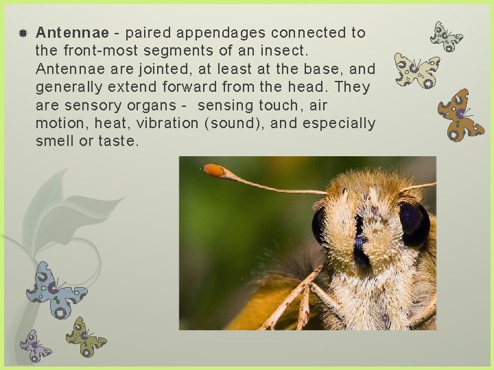  Antennae - paired appendages connected to the front-most segments of an insect. Antennae