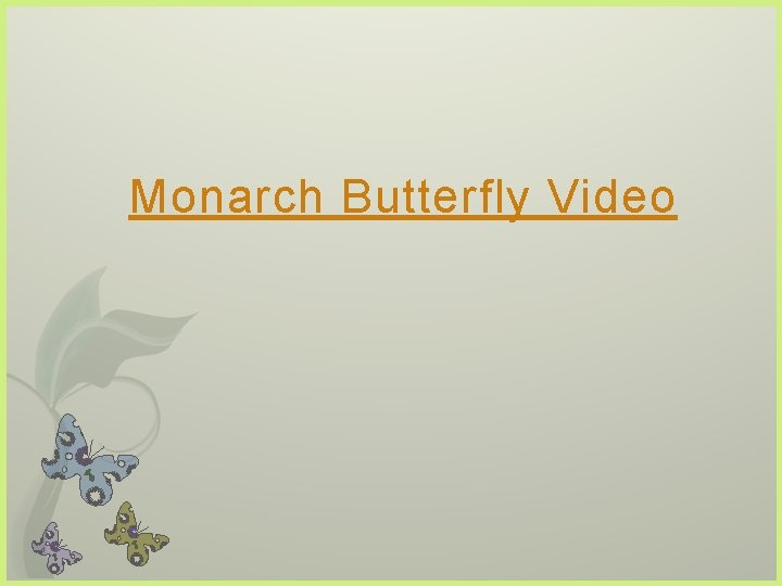 Monarch Butterfly Video 