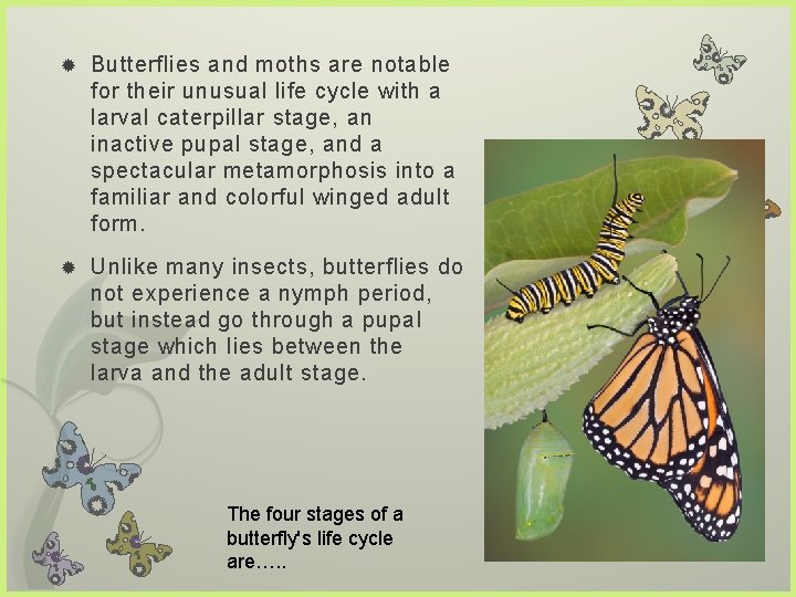  Butterflies and moths are notable for their unusual life cycle with a larval