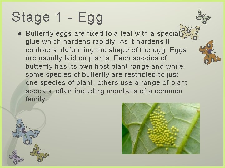 Stage 1 - Egg Butterfly eggs are fixed to a leaf with a special