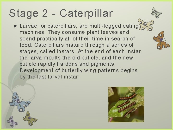Stage 2 - Caterpillar Larvae, or caterpillars, are multi-legged eating machines. They consume plant