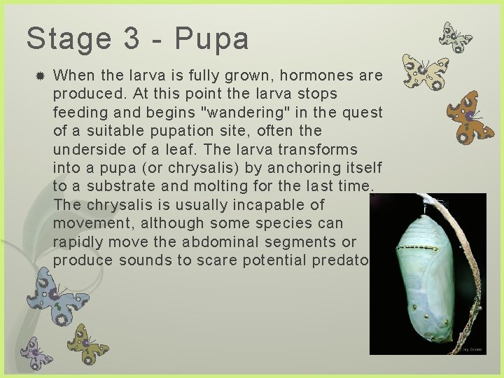 Stage 3 - Pupa When the larva is fully grown, hormones are produced. At