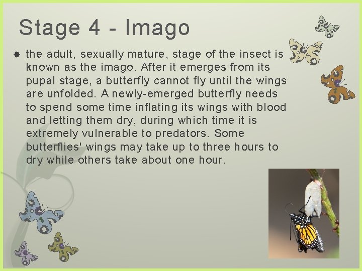 Stage 4 - Imago the adult, sexually mature, stage of the insect is known