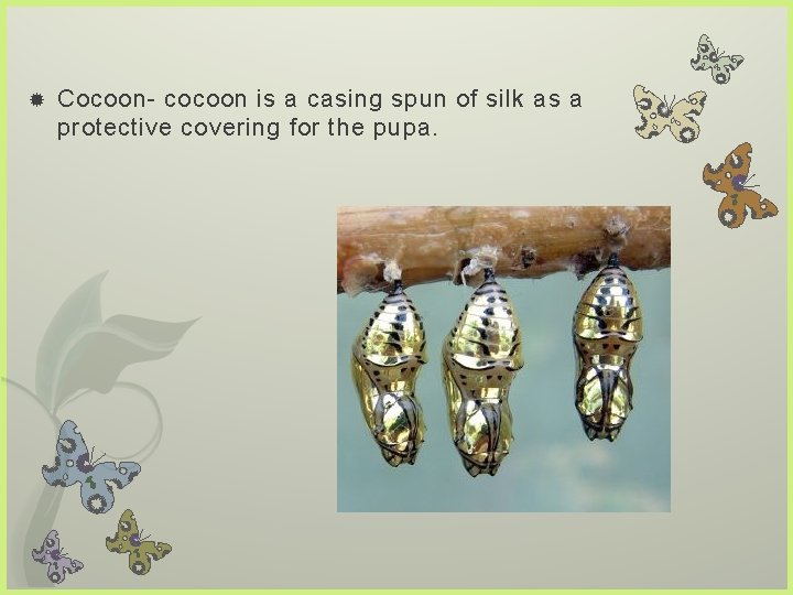  Cocoon- cocoon is a casing spun of silk as a protective covering for