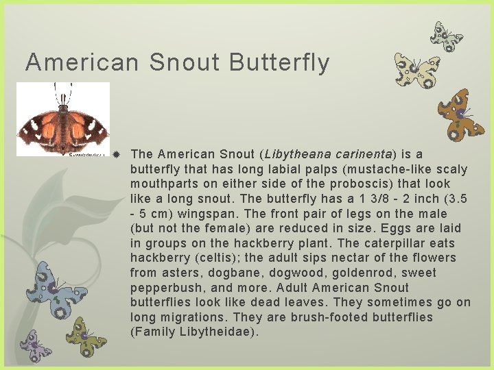 American Snout Butterfly The American Snout (Libytheana carinenta) is a butterfly that has long