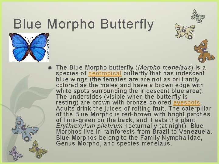 Blue Morpho Butterfly The Blue Morpho butterfly (Morpho menelaus) is a species of neotropical