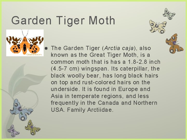 Garden Tiger Moth The Garden Tiger (Arctia caja), also known as the Great Tiger