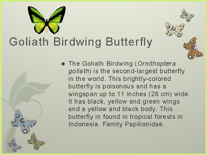 Goliath Birdwing Butterfly The Goliath Birdwing (Ornithoptera goliath) is the second-largest butterfly in the