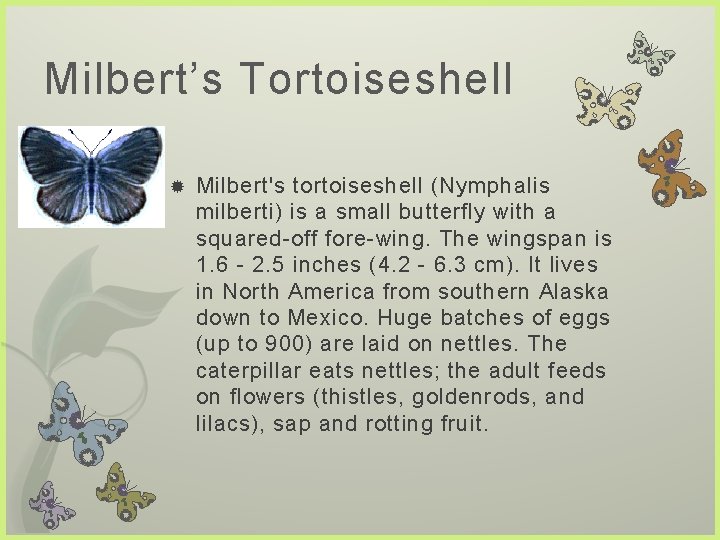 Milbert’s Tortoiseshell Milbert's tortoiseshell (Nymphalis milberti) is a small butterfly with a squared-off fore-wing.