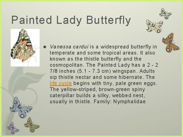 Painted Lady Butterfly Vanessa cardui is a widespread butterfly in temperate and some tropical