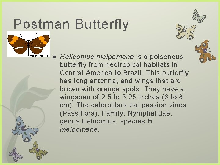 Postman Butterfly Heliconius melpomene is a poisonous butterfly from neotropical habitats in Central America