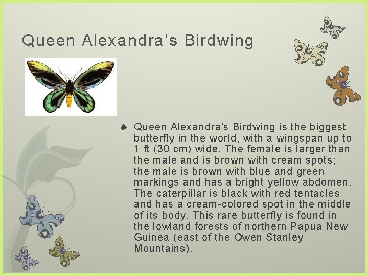 Queen Alexandra’s Birdwing Queen Alexandra's Birdwing is the biggest butterfly in the world, with