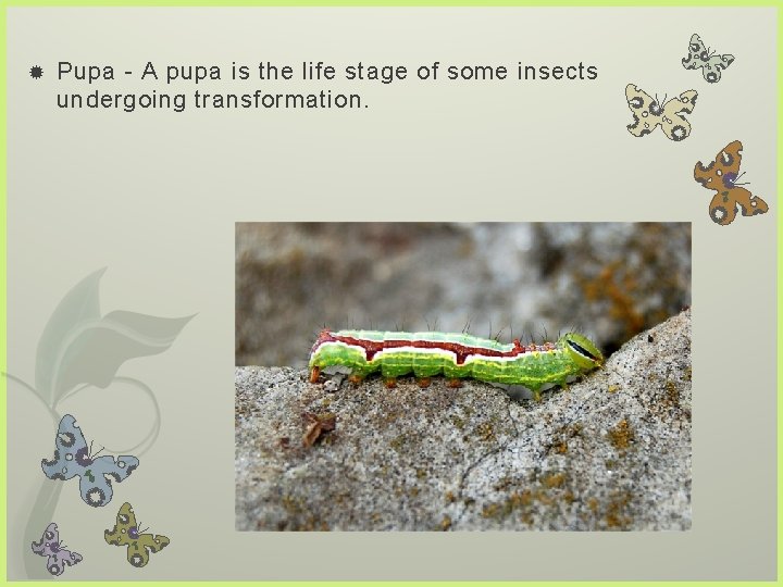  Pupa - A pupa is the life stage of some insects undergoing transformation.