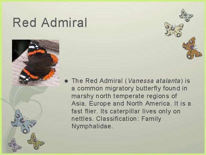 Red Admiral The Red Admiral (Vanessa atalanta) is a common migratory butterfly found in