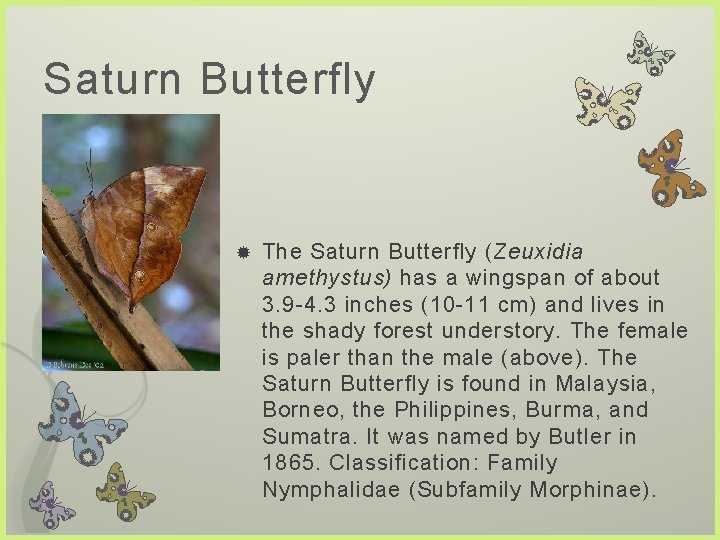 Saturn Butterfly The Saturn Butterfly (Zeuxidia amethystus) has a wingspan of about 3. 9