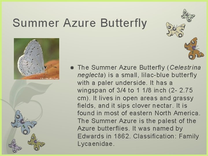 Summer Azure Butterfly The Summer Azure Butterfly (Celestrina neglecta) is a small, lilac-blue butterfly