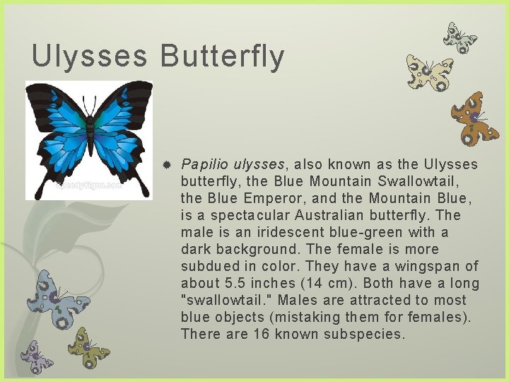 Ulysses Butterfly Papilio ulysses, also known as the Ulysses butterfly, the Blue Mountain Swallowtail,