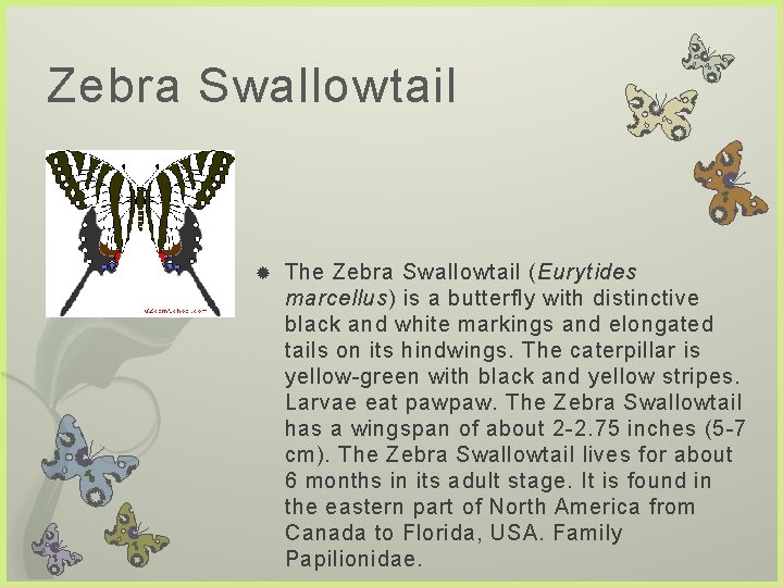 Zebra Swallowtail The Zebra Swallowtail (Eurytides marcellus) is a butterfly with distinctive black and