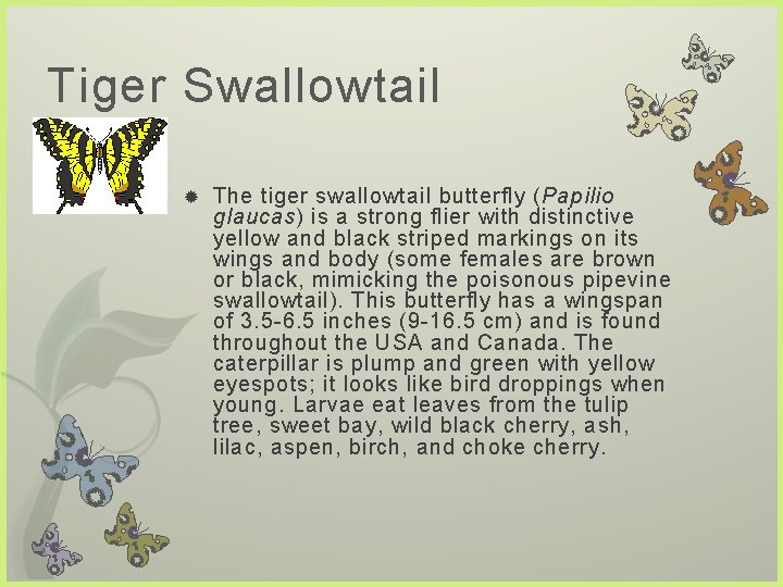 Tiger Swallowtail The tiger swallowtail butterfly (Papilio glaucas) is a strong flier with distinctive