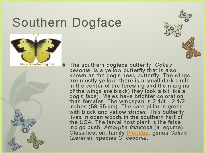 Southern Dogface The southern dogface butterfly, Colias cesonia, is a yellow butterfly that is