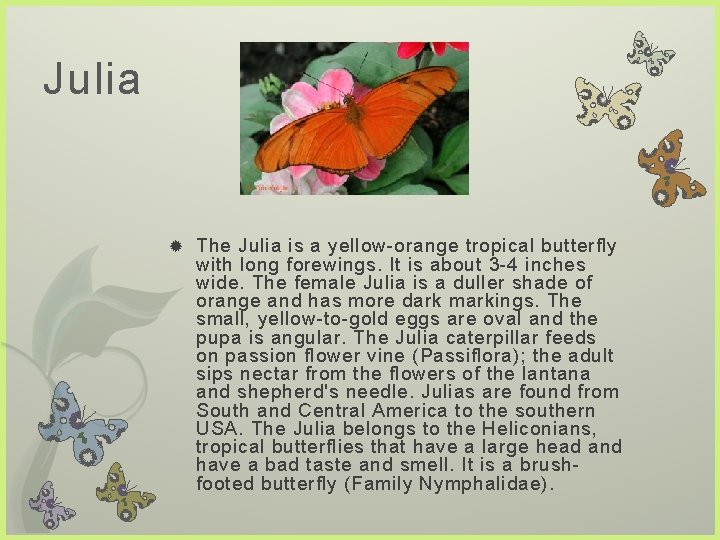 Julia The Julia is a yellow-orange tropical butterfly with long forewings. It is about