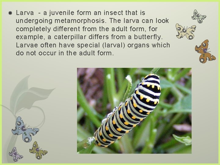  Larva - a juvenile form an insect that is undergoing metamorphosis. The larva