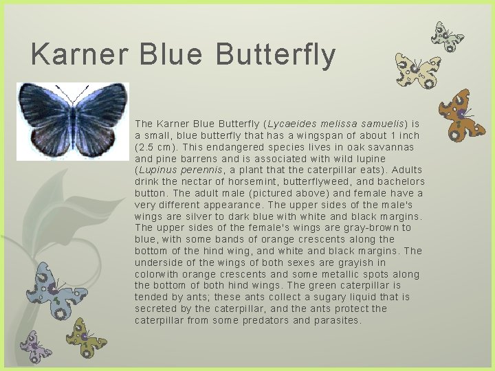 Karner Blue Butterfly The Karner Blue Butterfly (Lycaeides melissa samuelis) is a small, blue