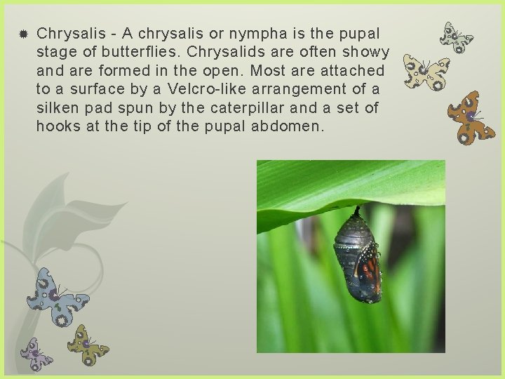  Chrysalis - A chrysalis or nympha is the pupal stage of butterflies. Chrysalids