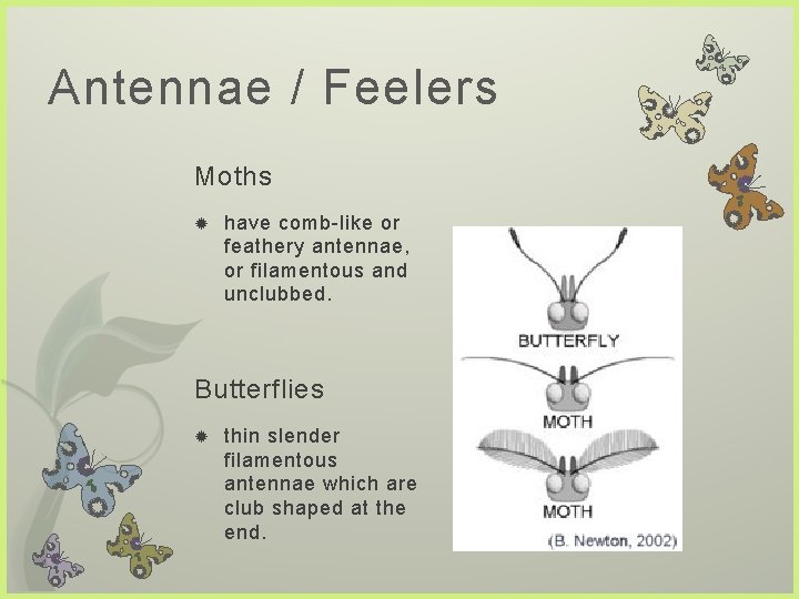 Antennae / Feelers Moths have comb-like or feathery antennae, or filamentous and unclubbed. Butterflies