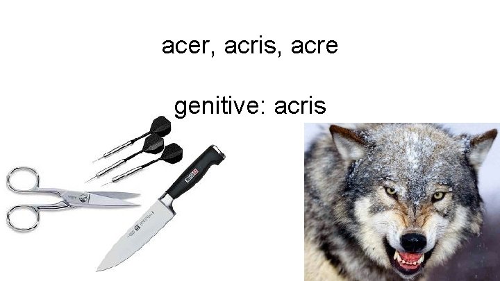 acer, acris, acre genitive: acris 