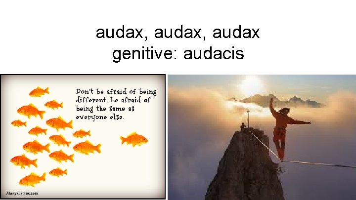 audax, audax genitive: audacis 