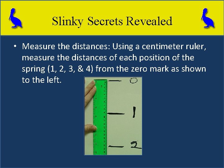 Slinky Secrets Revealed • Measure the distances: Using a centimeter ruler, measure the distances