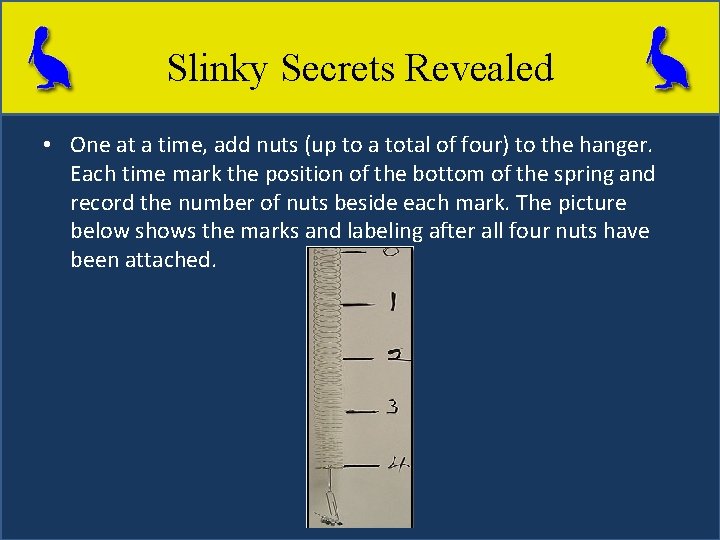 Slinky Secrets Revealed • One at a time, add nuts (up to a total