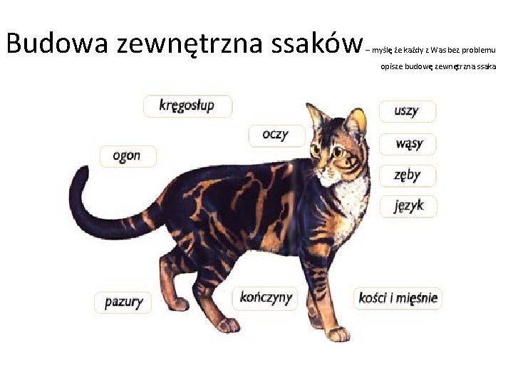 temat-poznajemy-w-jaki-sposb-ssaki-przystosoway-si