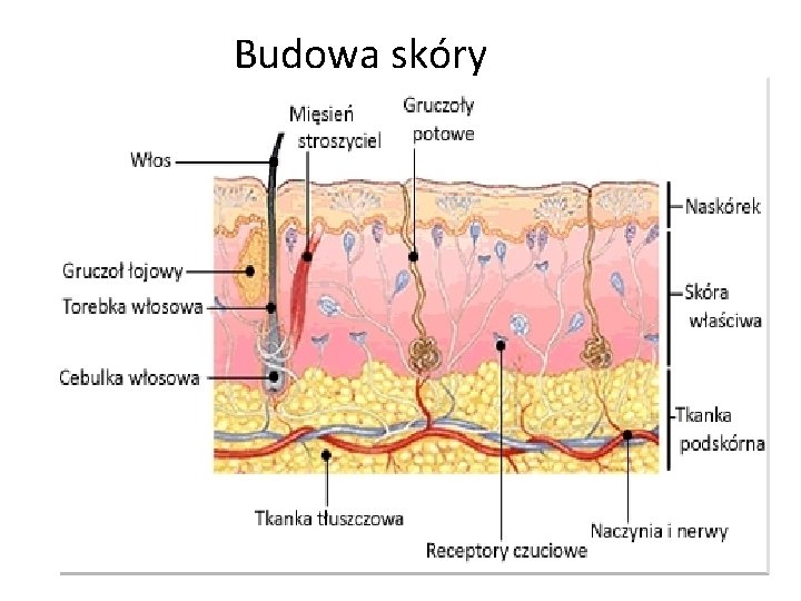 temat-poznajemy-w-jaki-sposb-ssaki-przystosoway-si