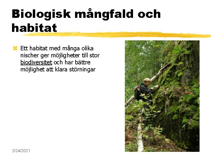 Biologisk mångfald och habitat z Ett habitat med många olika nischer ger möjligheter till